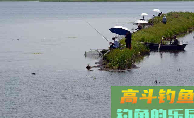 本味饵、低雾化,鲢鳙闹窝的完整解决方案 本味饵、低雾化,鲢鳙闹窝的完整解决方案