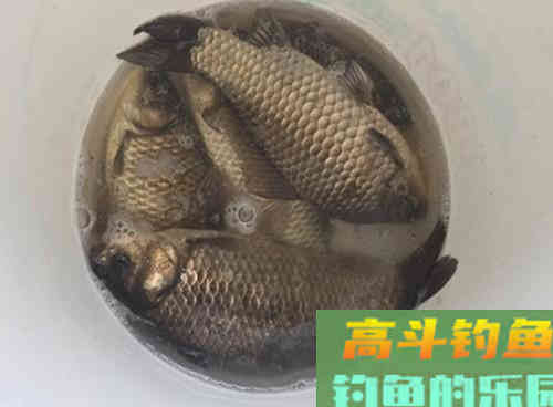 冬季要想鲫鱼钓得多，多打窝，冬季野钓打窝技巧
