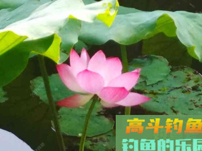 钓鲢鳙鱼3个因素与找鱼层方法,以及气温等技巧 钓鲢鳙鱼3个因素与找鱼层方法,以及气温等技巧