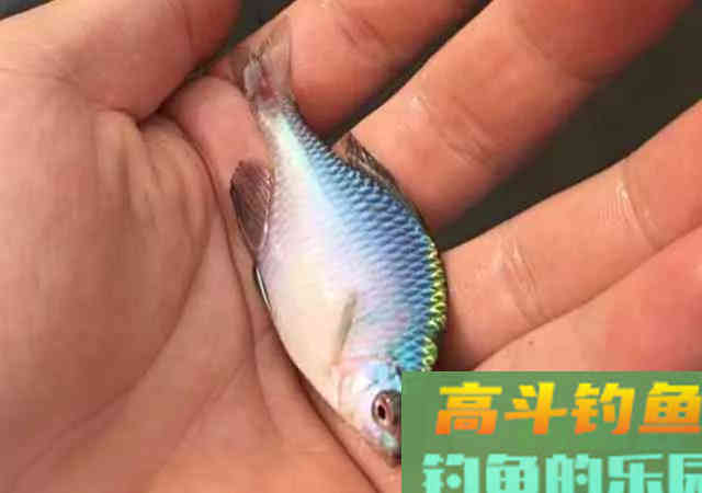 还在看不起&ldquo;屎光皮&rdquo;？论条5块，按斤上百，我冰箱中唯一的存鱼