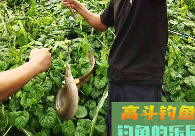 钓蟒蛇鱼真的太浪费子线了 钓蟒蛇鱼真的太浪费子线了