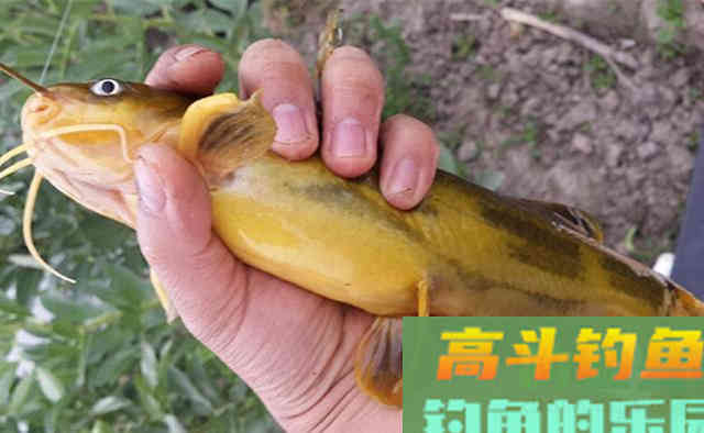 深秋野钓黄颡鱼,最好的饵料不是蚯蚓和红虫,而是这个 深秋野钓黄颡鱼,最好的饵料不是蚯蚓和红虫,而是这个