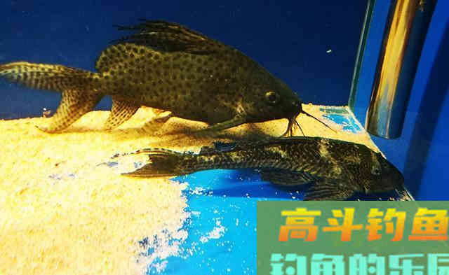 被人唾弃的清道夫，并非无一是处