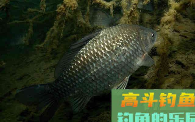 鱼情如此多变,来教你们一个有效的鲫鱼钓法——钓行程 鱼情如此多变,来教你们一个有效的鲫鱼钓法——钓行程