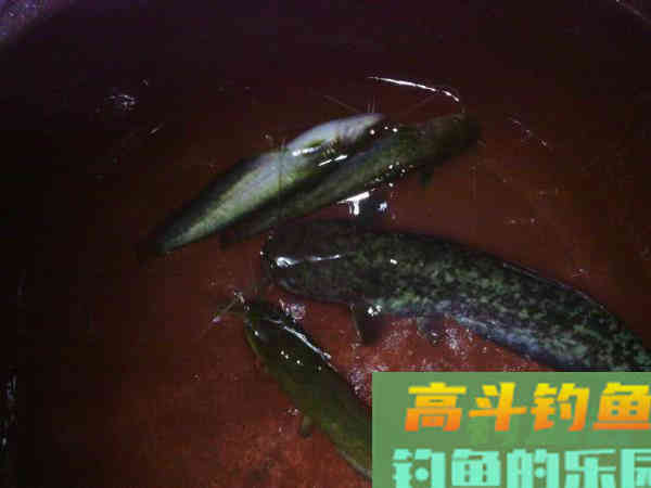秋季夜钓鲶鱼是全年最好季节,总结5个技巧 秋季夜钓鲶鱼是全年最好季节,总结5个技巧