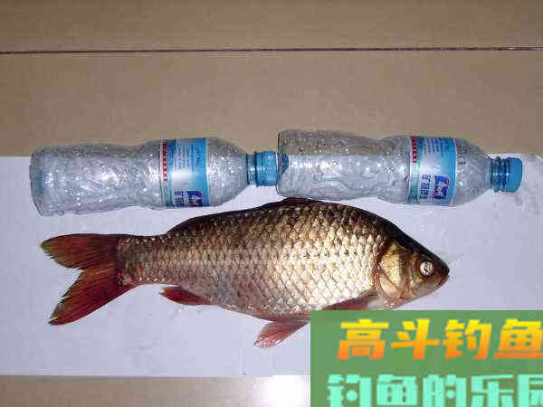 为什么土鲫鱼这么受到钓鱼人的青睐？