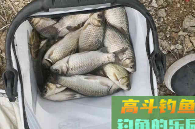 秋钓猛上板鲫的套路是什么？这调钓方式，你就可以