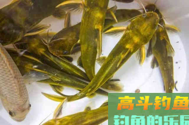 对付黄颡鱼,我就用这几招 对付黄颡鱼,我就用这几招