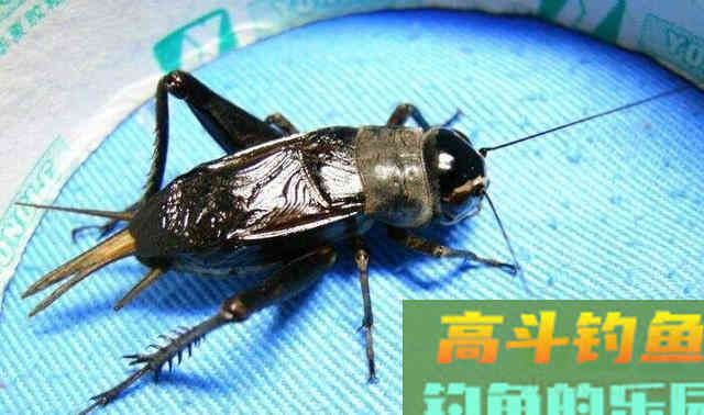 钓草鱼,重窝、嫩草、蚂蚱都无效,钓法和打窝更重要 钓草鱼,重窝、嫩草、蚂蚱都无效,钓法和打窝更重要