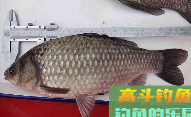 鲫鱼有几种?有的很普通,有的是宫廷贡品 鲫鱼有几种?有的很普通,有的是宫廷贡品