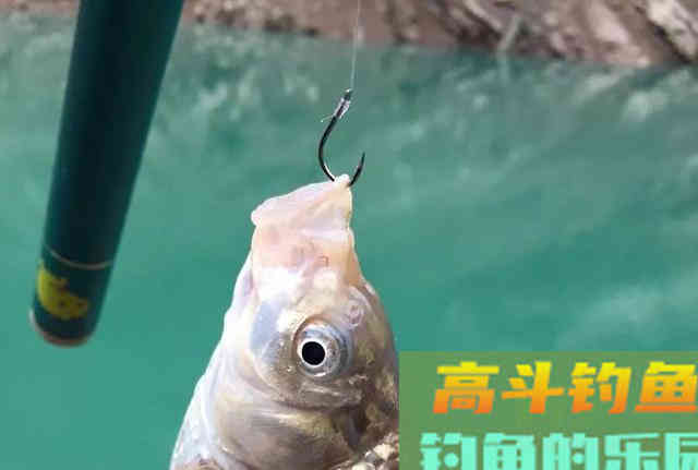 野河钓不到半斤以上的鲫鱼?可能是鱼太多了 野河钓不到半斤以上的鲫鱼?可能是鱼太多了