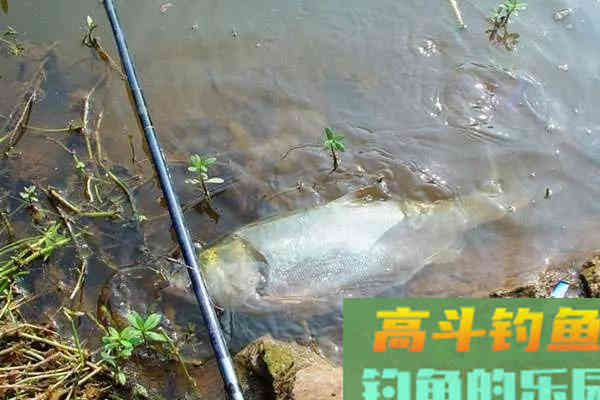 手竿钓鲢鳙：为何伊豆完胜伊势尼