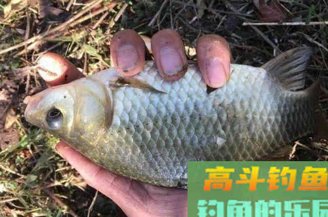 夏天不管在哪,一旦用上这鲫鱼钓法就爆护 夏天不管在哪,一旦用上这鲫鱼钓法就爆护