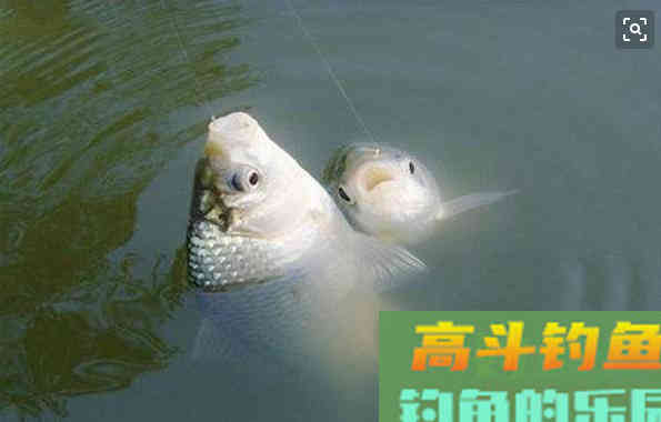 夏季垂钓鲫鱼有学问,讲究三不原则 夏季垂钓鲫鱼有学问,讲究三不原则