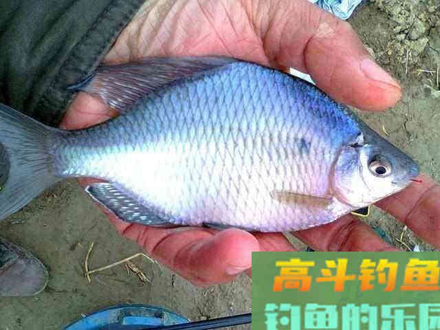 掌握这些作钓技巧，想钓大鲫鱼也没想象的那么难！