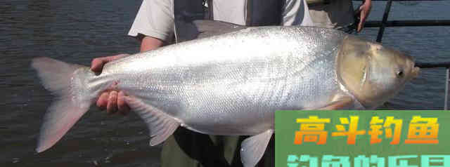 一年一度鲢鳙季,鲢鳙的垂钓也即将进入高潮 一年一度鲢鳙季,鲢鳙的垂钓也即将进入高潮