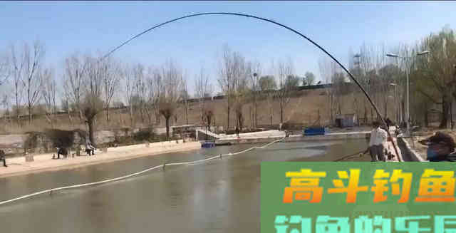 根据青鱼新鱼特点,分析鱼情合理选择正确钓法 根据青鱼新鱼特点,分析鱼情合理选择正确钓法