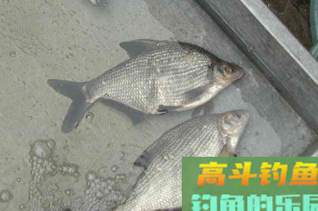 9月秋季鳊鱼不开口原因,和应对方法 9月秋季鳊鱼不开口原因,和应对方法