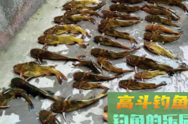 秋天野钓黄刺鱼，需要钓友们牢牢记住的一些钓法