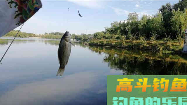 掌握这些作钓技巧，想钓大鲫鱼也没想象的那么难！