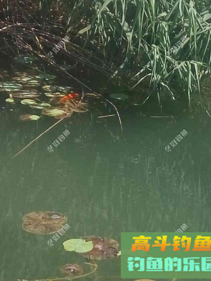 论钓白条频率的重要性 论钓白条频率的重要性