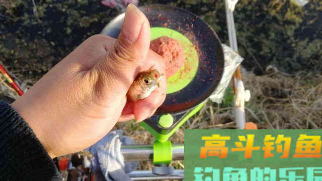 让钓鱼人又爱又恨白条,详解白条钓法及规避方法 让钓鱼人又爱又恨白条,详解白条钓法及规避方法