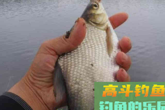 天气冷,鳊鱼反而更好钓?这钓法果然不同凡响 天气冷,鳊鱼反而更好钓?这钓法果然不同凡响