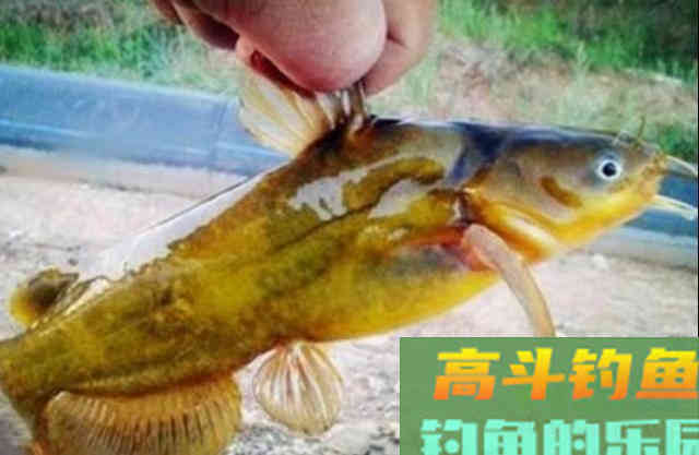 不是黄骨鱼不好钓,只因你没用这诀 不是黄骨鱼不好钓,只因你没用这诀