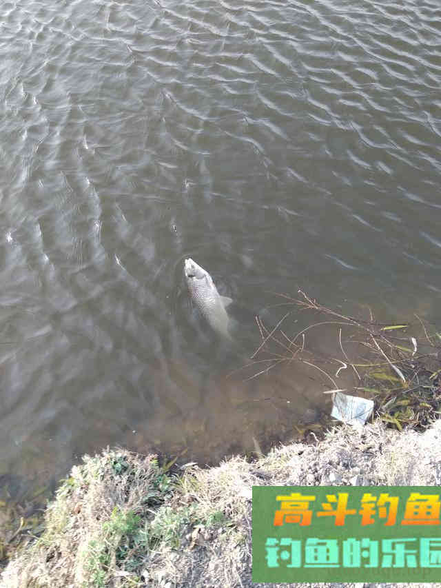 春季如何钓草鱼？不仅打窝有讲究，线组还要和夏天一样强悍