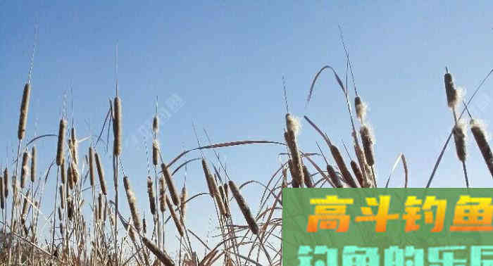 关于秋冬降温野钓鲫鱼的若干问题 关于秋冬降温野钓鲫鱼的若干问题