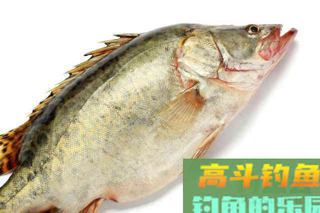 想钓鳜鱼,这几个作钓技巧和安全意识一定要牢记 想钓鳜鱼,这几个作钓技巧和安全意识一定要牢记