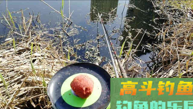 掌握这六大钓鲤技巧，外出垂钓再也不空军