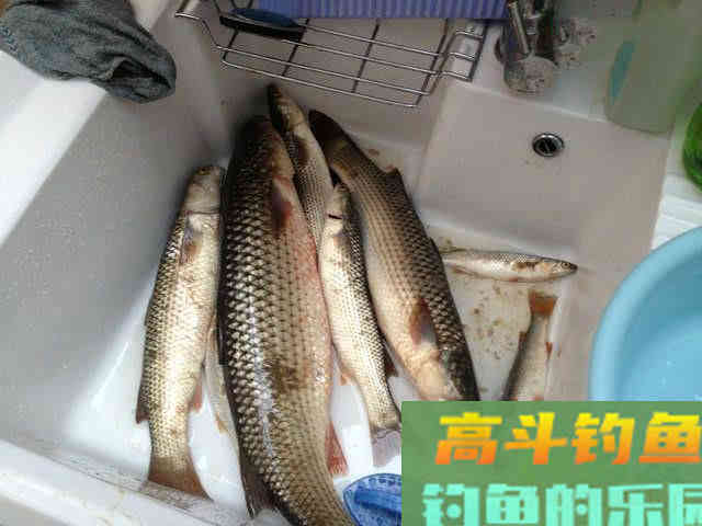 鲻鱼如何钓,钓内河鲻鱼的方法与技巧 鲻鱼如何钓,钓内河鲻鱼的方法与技巧