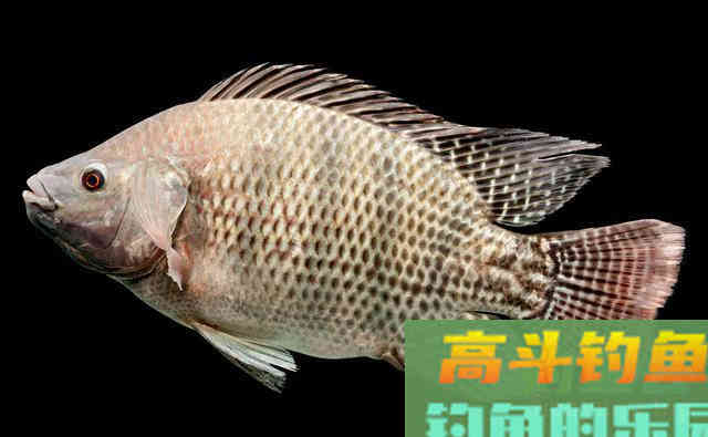 老钓友解析秋季野钓罗非鱼的4技巧，南方秋季钓罗非鱼