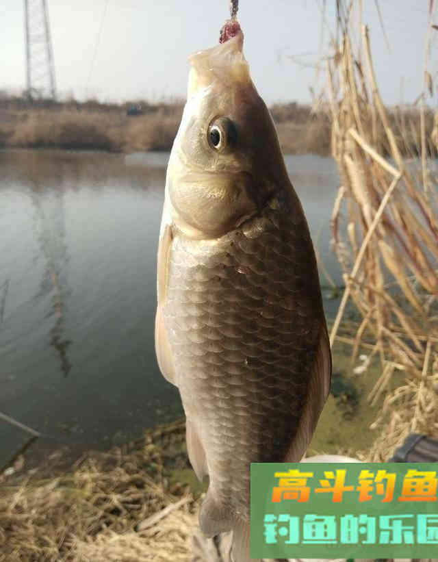 红虫冬钓鲫鱼,双炮竿作钓野生鲫鱼 红虫冬钓鲫鱼,双炮竿作钓野生鲫鱼