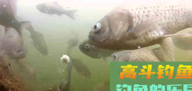 都说鲫鱼经不起三逗,教你5种逗钓法 都说鲫鱼经不起三逗,教你5种逗钓法