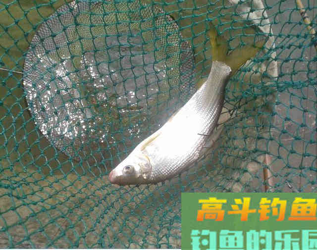 清明后黄尾狂口,技巧鱼攻略分享 清明后黄尾狂口,技巧鱼攻略分享