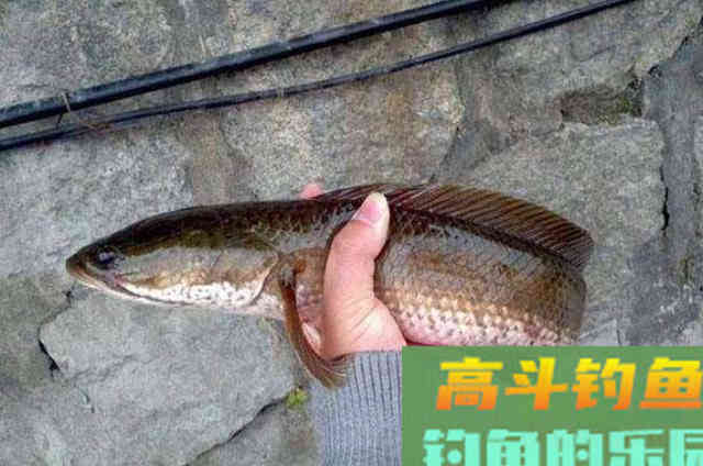二十年的黑鱼钓法屡试不爽,刚一下竿就有口 二十年的黑鱼钓法屡试不爽,刚一下竿就有口