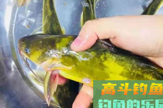 没用过这几招，你永远不知黄骨鱼有多好钓