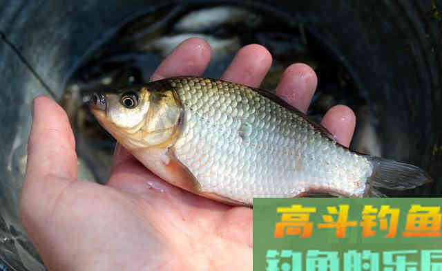 钓鲫鱼只能用短竿？野钓需灵活，打破常规方能收获惊喜