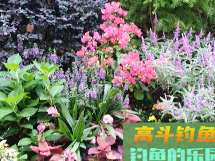 鲫鱼的五个截口表现,与秋季如何钓好大鲫鱼 鲫鱼的五个截口表现,与秋季如何钓好大鲫鱼