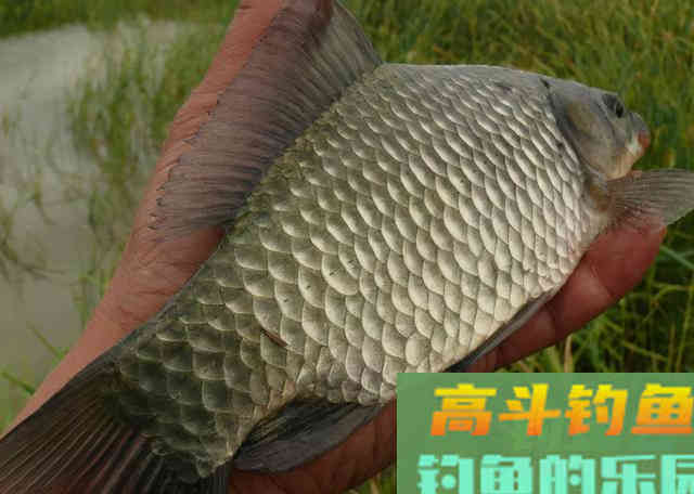 蚯蚓饵料都不灵,夏钓鲫鱼独用它 蚯蚓饵料都不灵,夏钓鲫鱼独用它