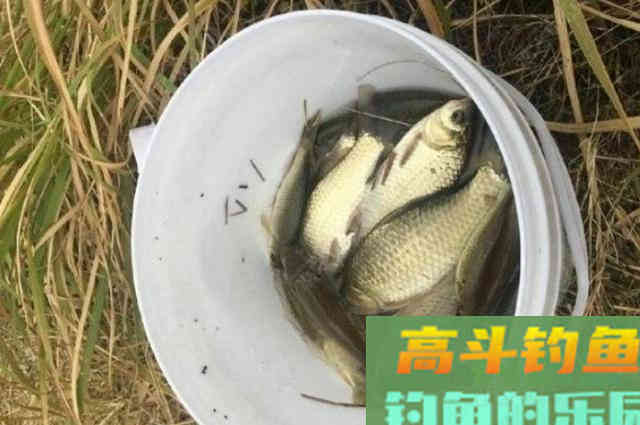 库钓板鲫我只用这三招,一周连钓六天都不够 库钓板鲫我只用这三招,一周连钓六天都不够