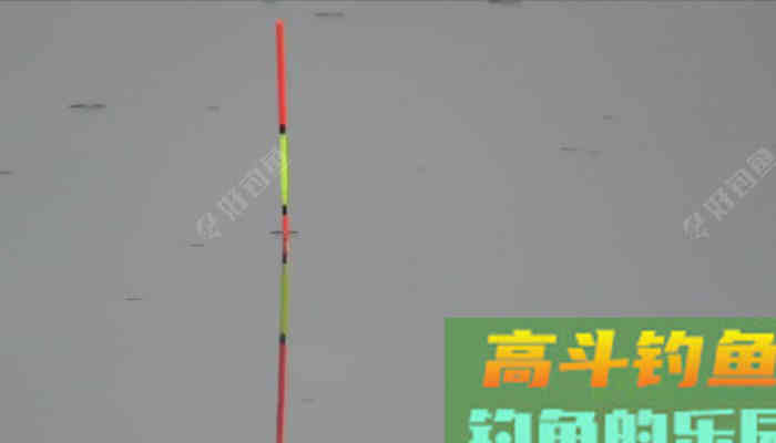 野钓鲫手不离竿的必要性分析,教你野钓好鲫鱼 野钓鲫手不离竿的必要性分析,教你野钓好鲫鱼