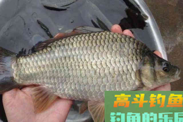 天气一冷，我就想用这鲫鱼钓法