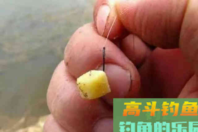 垂钓鲤鱼别再一味用玉米,换用这饵试试 垂钓鲤鱼别再一味用玉米,换用这饵试试