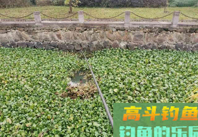 浅水区钓鲫鱼很有讲究,一步走错就可能影响鱼获 浅水区钓鲫鱼很有讲究,一步走错就可能影响鱼获