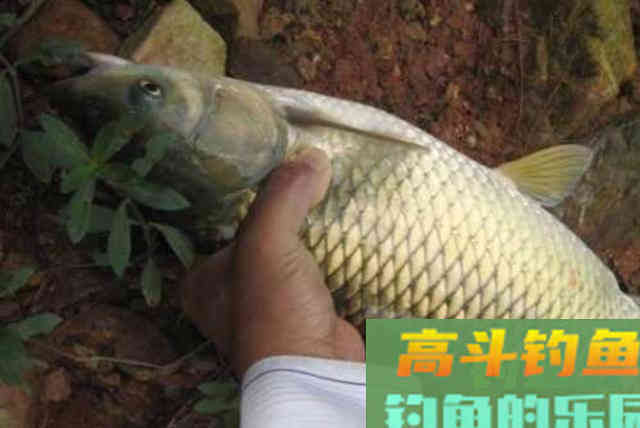 春季气温低，草鱼难钓到怀疑人生？按我说的做