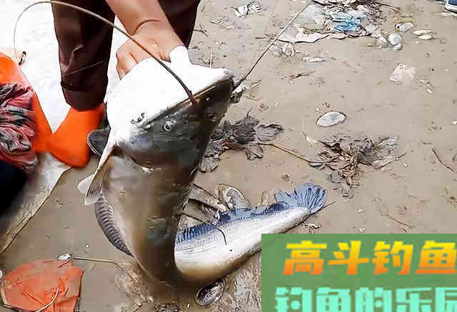 胡子鱼在广东已泛滥成灾，卖价不如白菜