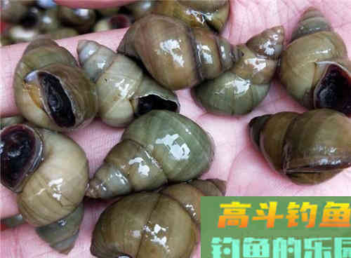 水库常有大青鱼,解析水库野钓青鱼4大技巧 水库常有大青鱼,解析水库野钓青鱼4大技巧